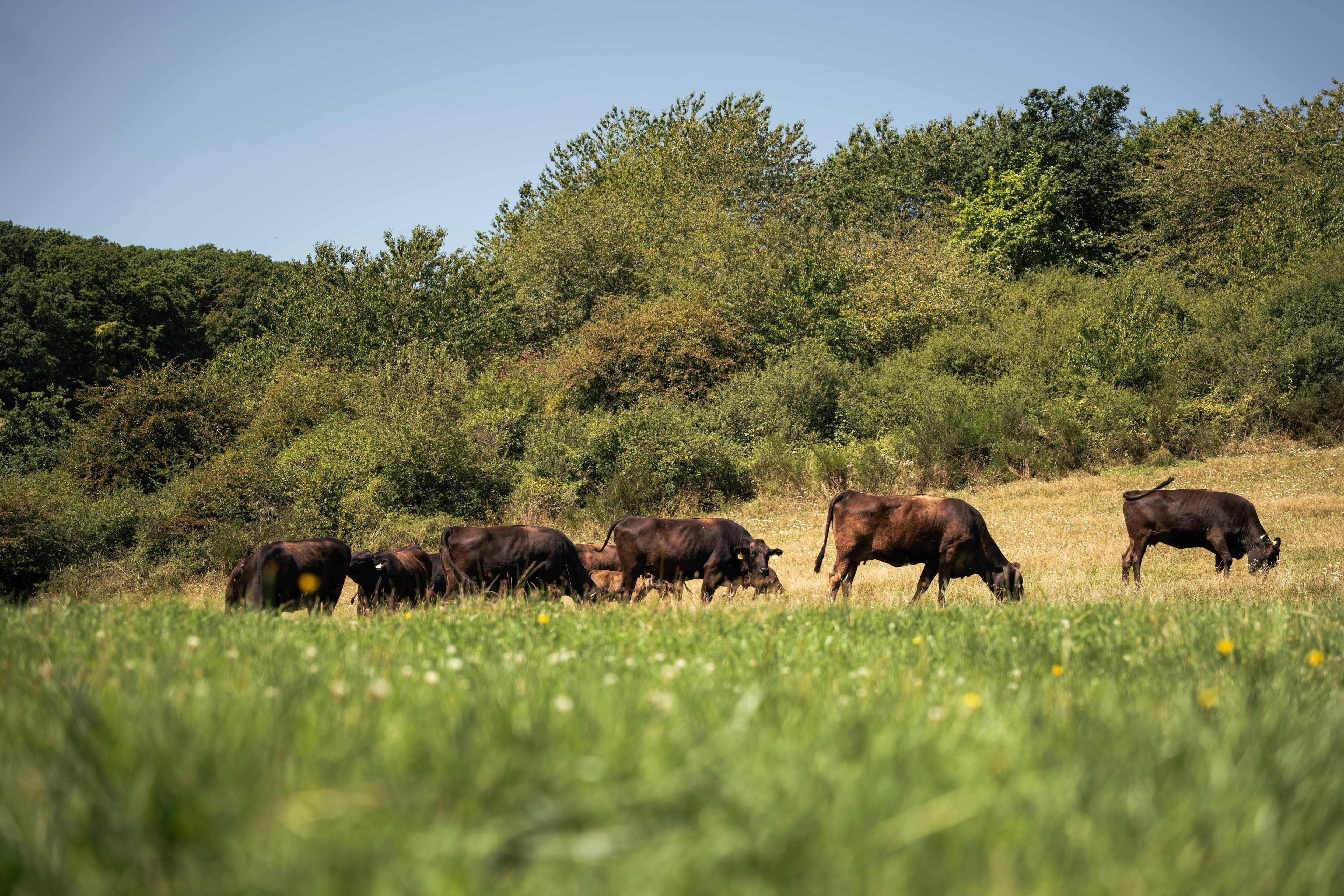regionality-sustainability-cattle-pasture